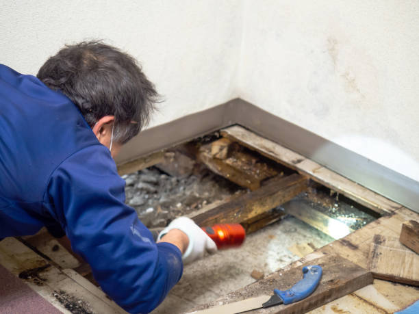Best Mold Testing  in Marina Del Rey, CA