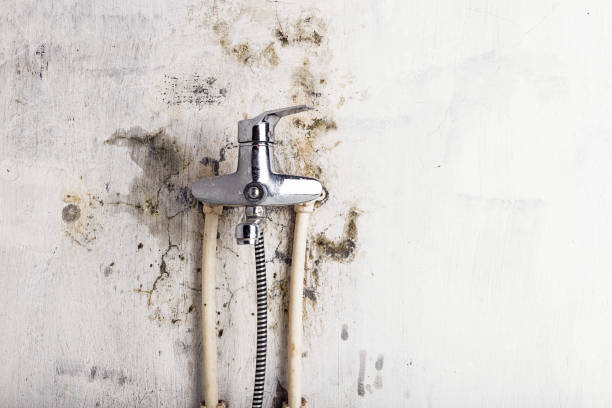 Trusted Marina Del Rey, CA Mold Removal Experts