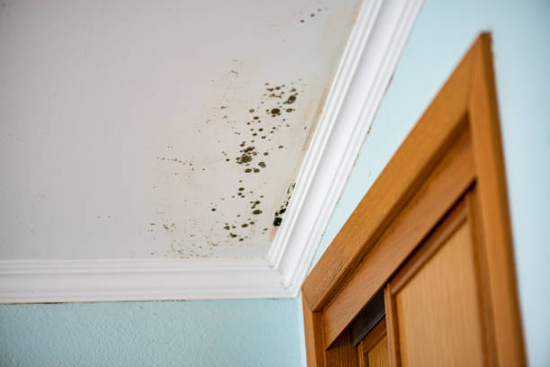 Best Commercial Mold Removal  in Marina Del Rey, CA