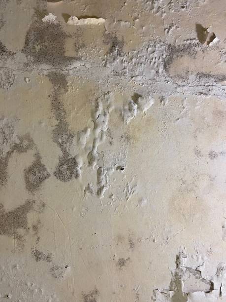 Certified Mold Removal in Marina Del Rey, CA