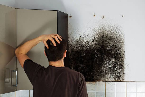 Best Black Mold Removal  in Marina Del Rey, CA