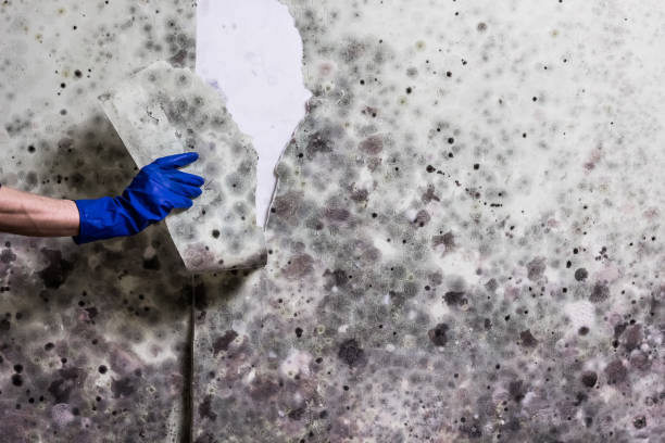 Best Residential Mold Removal  in Marina Del Rey, CA
