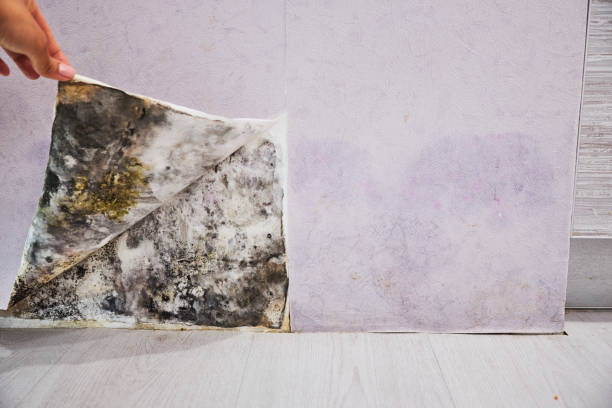 Best Home Mold Removal  in Marina Del Rey, CA